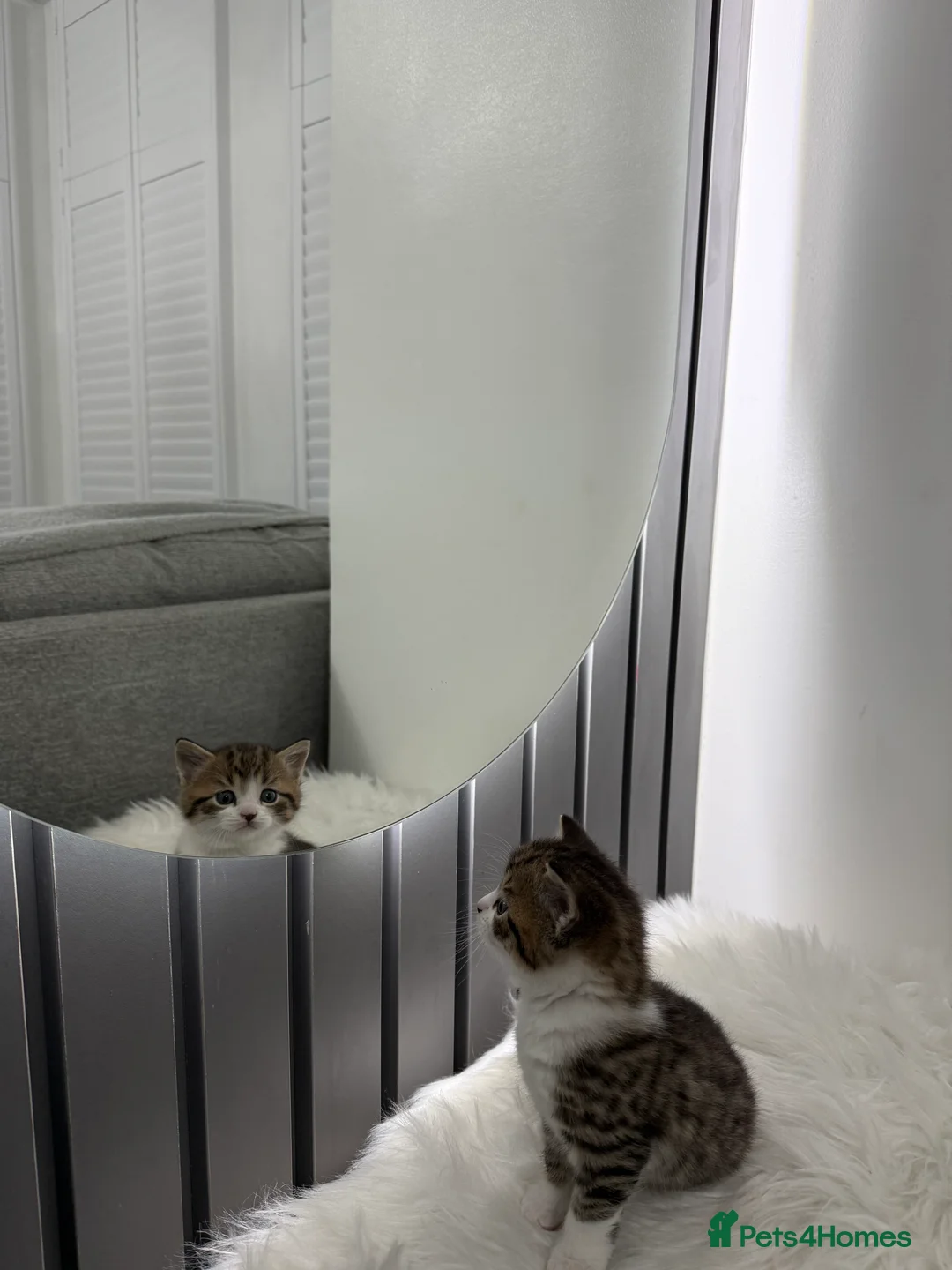British Shorthair cats for sale: British short Hair  in London - Advert 1