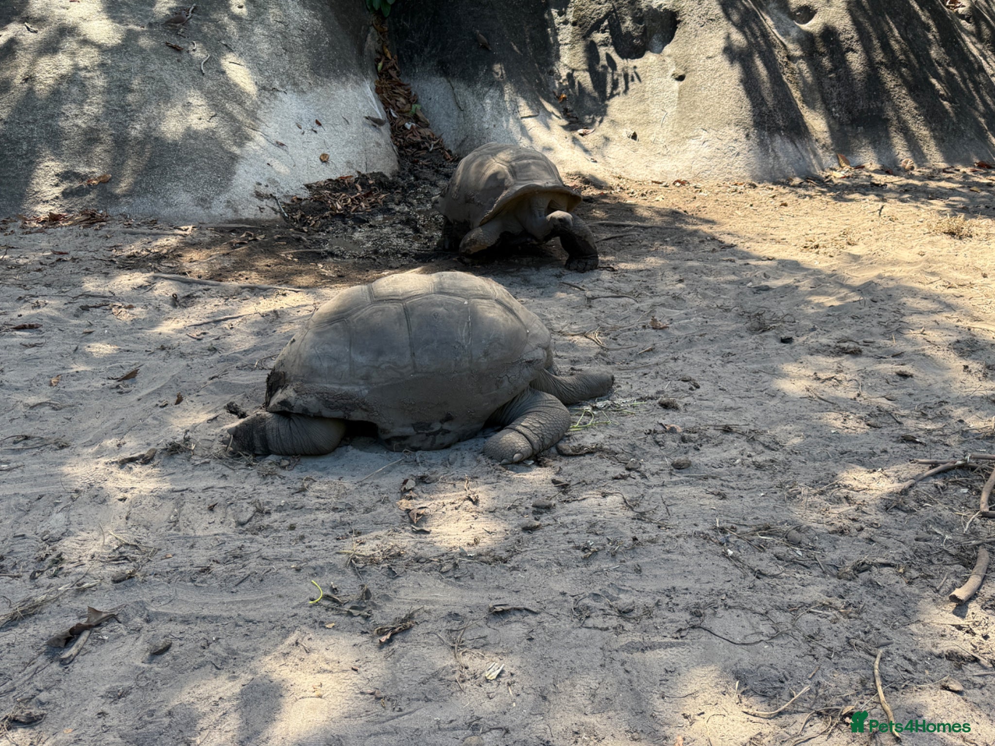 Tortoise reptiles Hermann tortoise - Advert 2