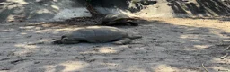 Tortoise reptiles for sale: Hermann tortoise - Advert 4