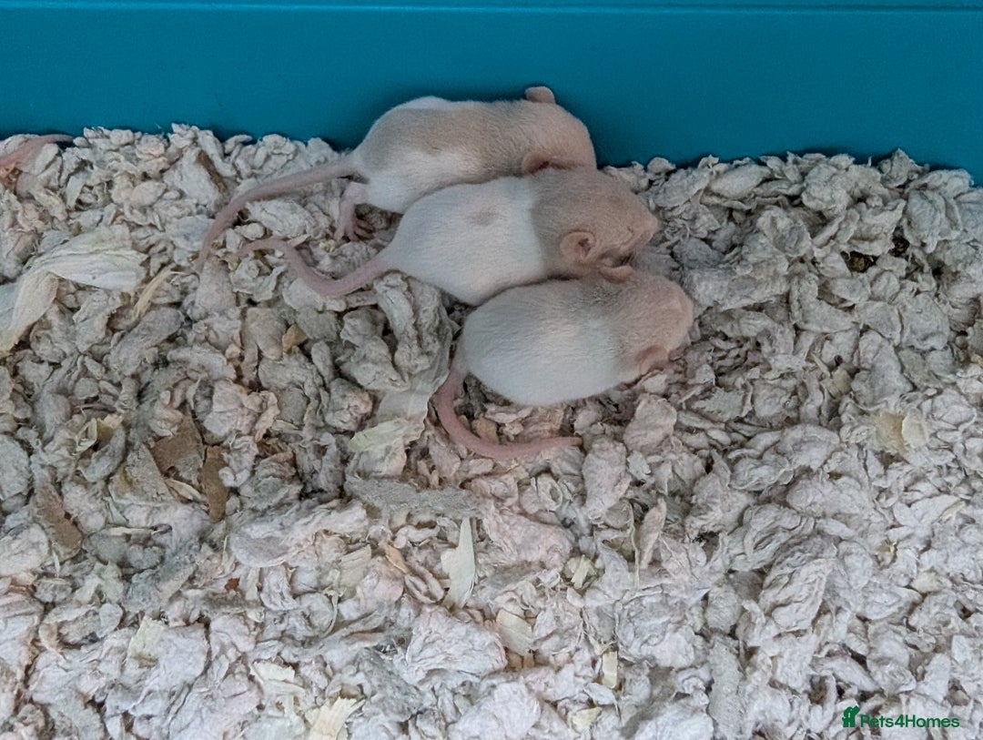 Rat rodents for sale: Adorable Baby Rats, ready from 16 January. - Advert 2