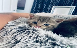 British Shorthair cats for sale: 🌟 Adorable Kittens 🌟 - Image 5