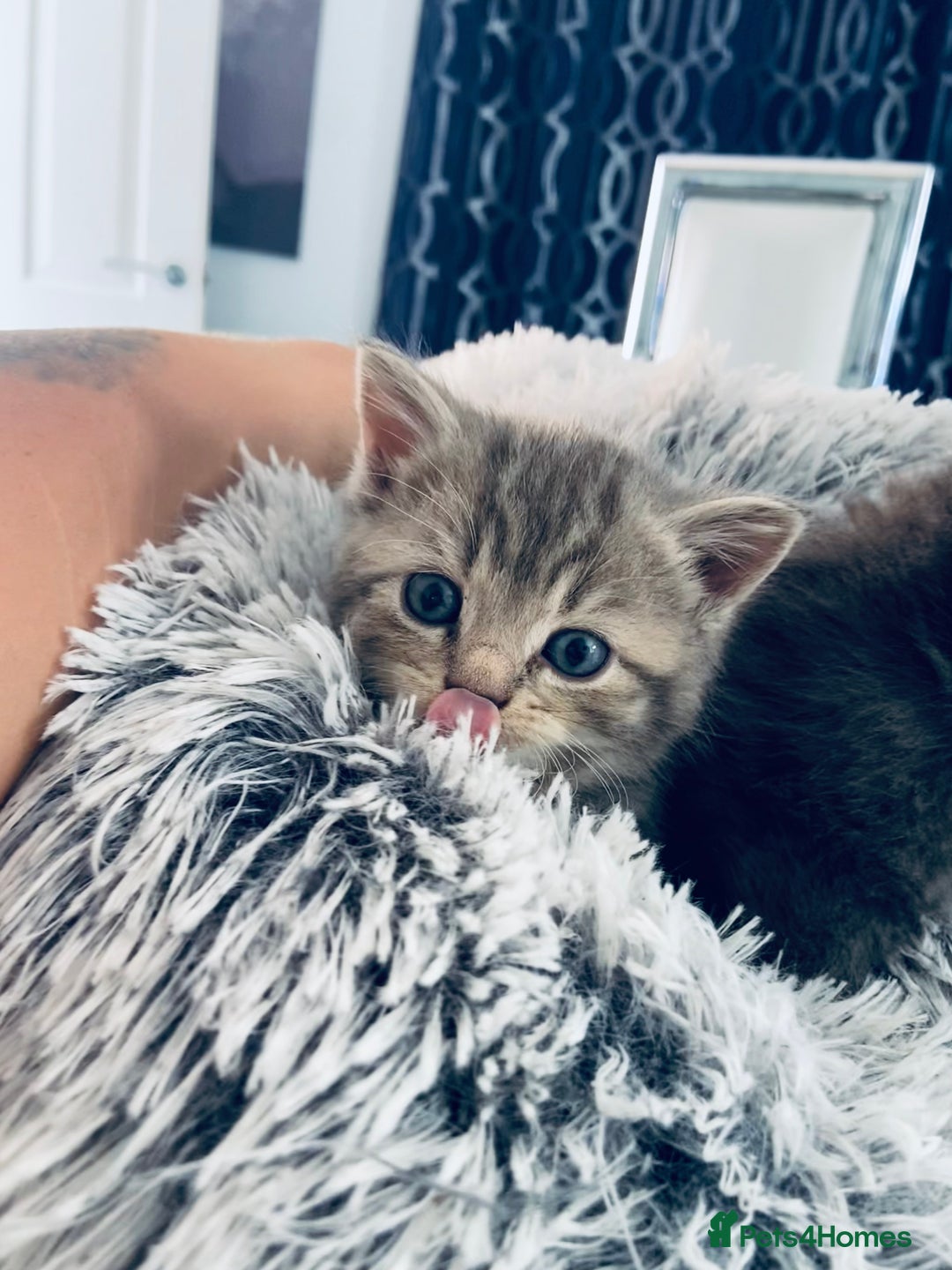 British Shorthair cats for sale: 🌟 Adorable Kittens 🌟 - Image 5