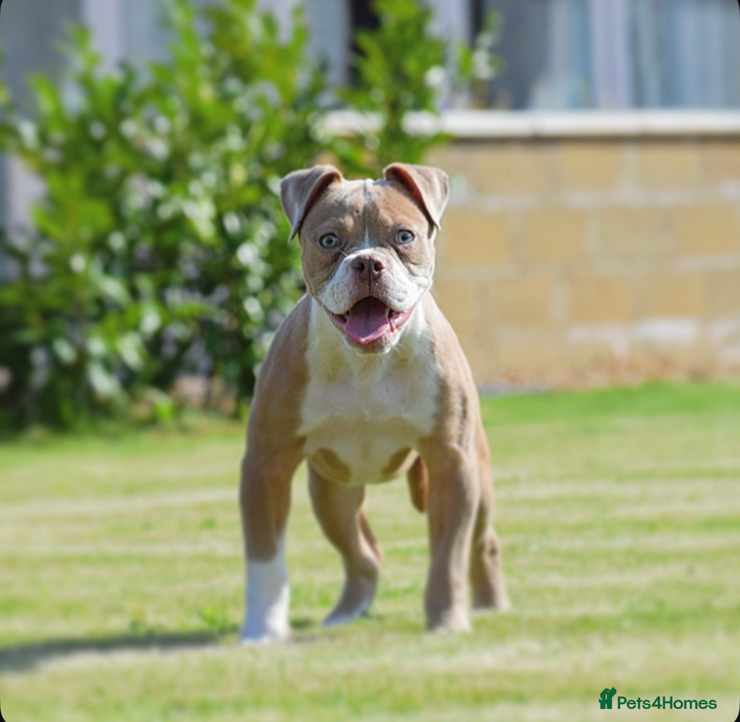 Olde English Bulldogge dogs for sale: Why Settle for Less? 5⭐️Rated,23 years experience  - Image 5