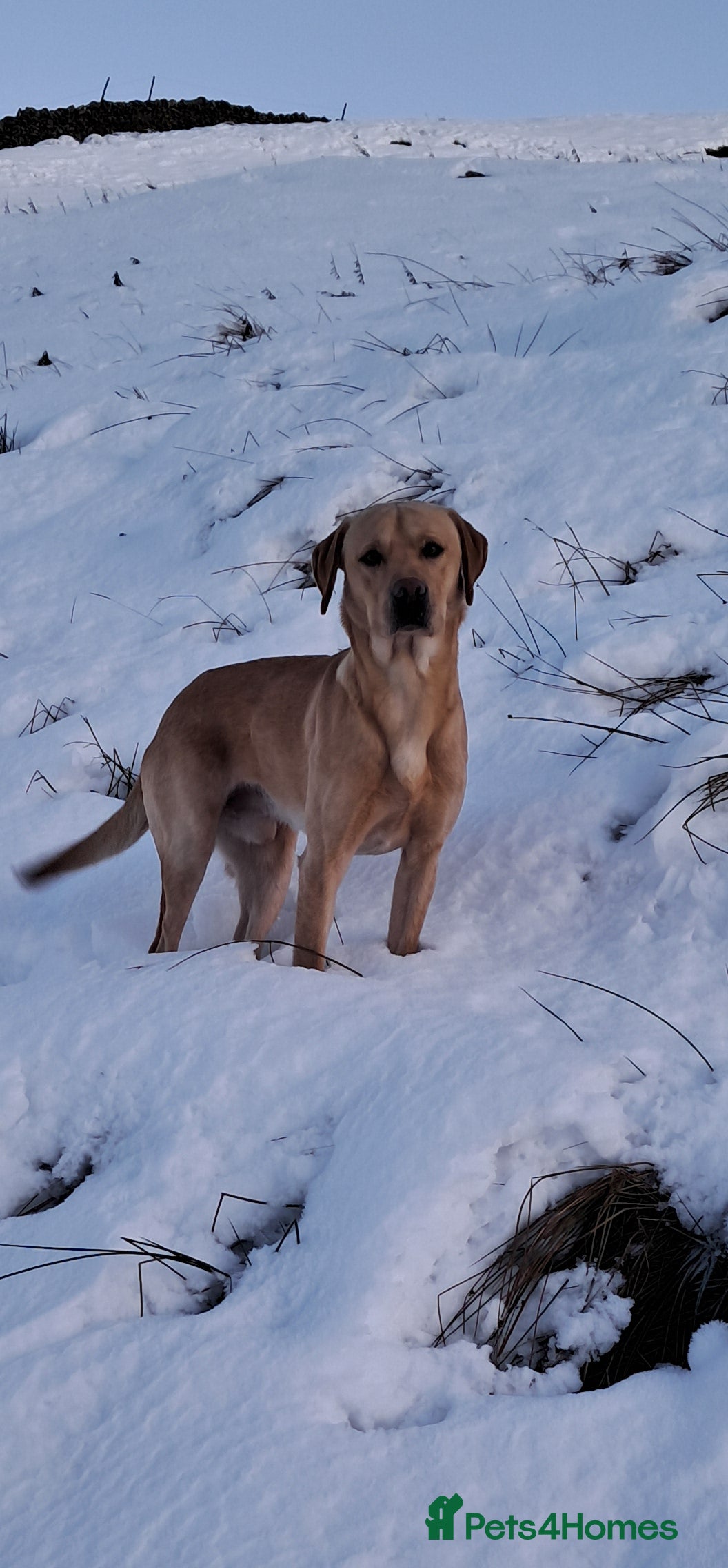 Labrador Retriever dogs Working Labrador at stud  - Advert 3