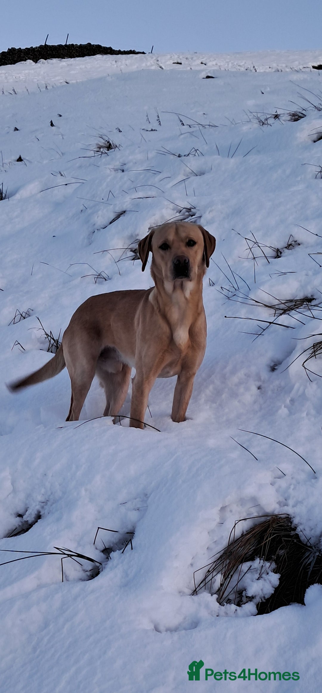 Labrador Retriever dogs for stud: Working Labrador at stud  - Advert 2