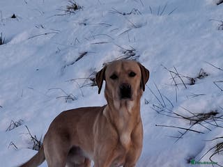 Labrador Retriever dogs Working Labrador at stud - Advert 8