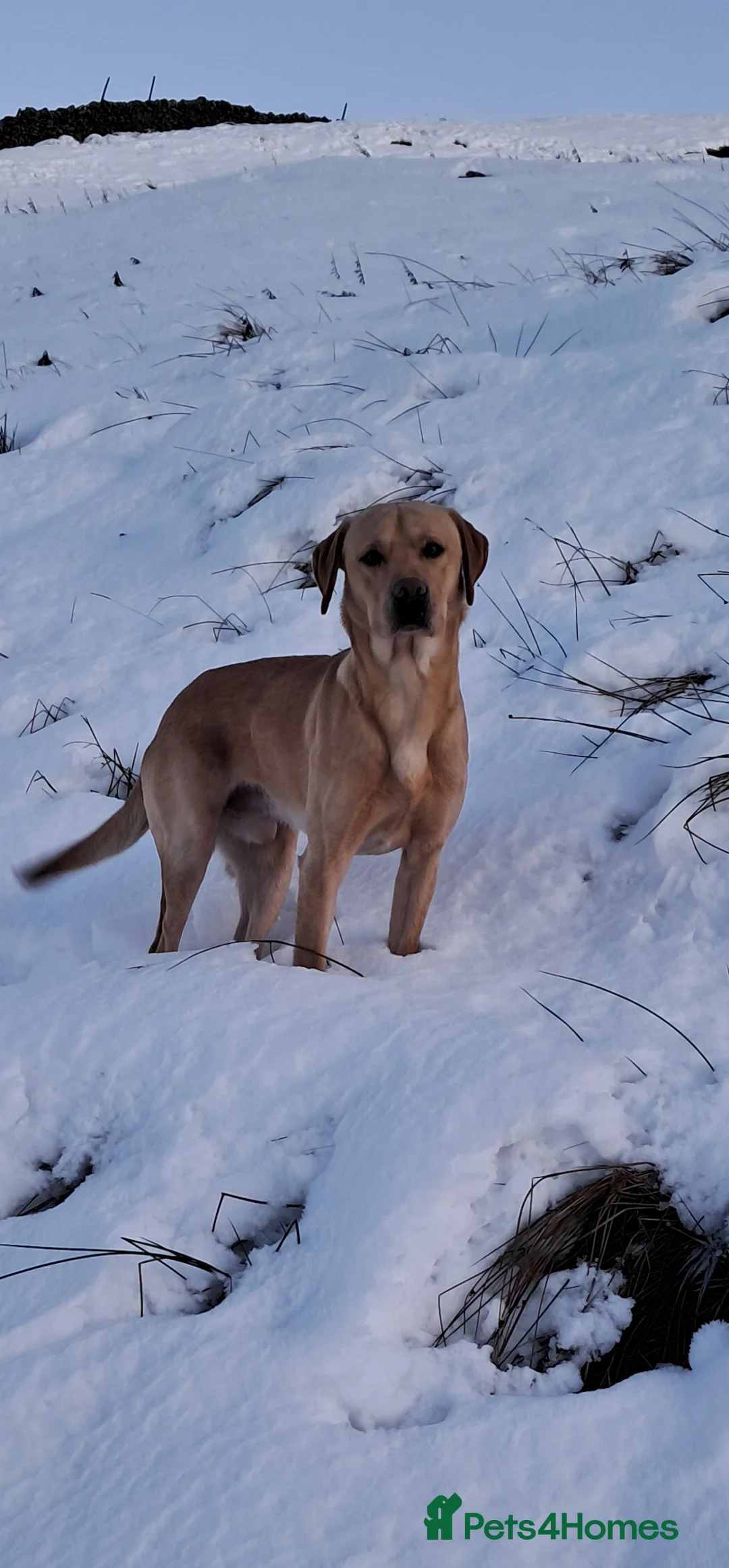 Labrador Retriever dogs for stud: Working Labrador at stud  - Advert 1