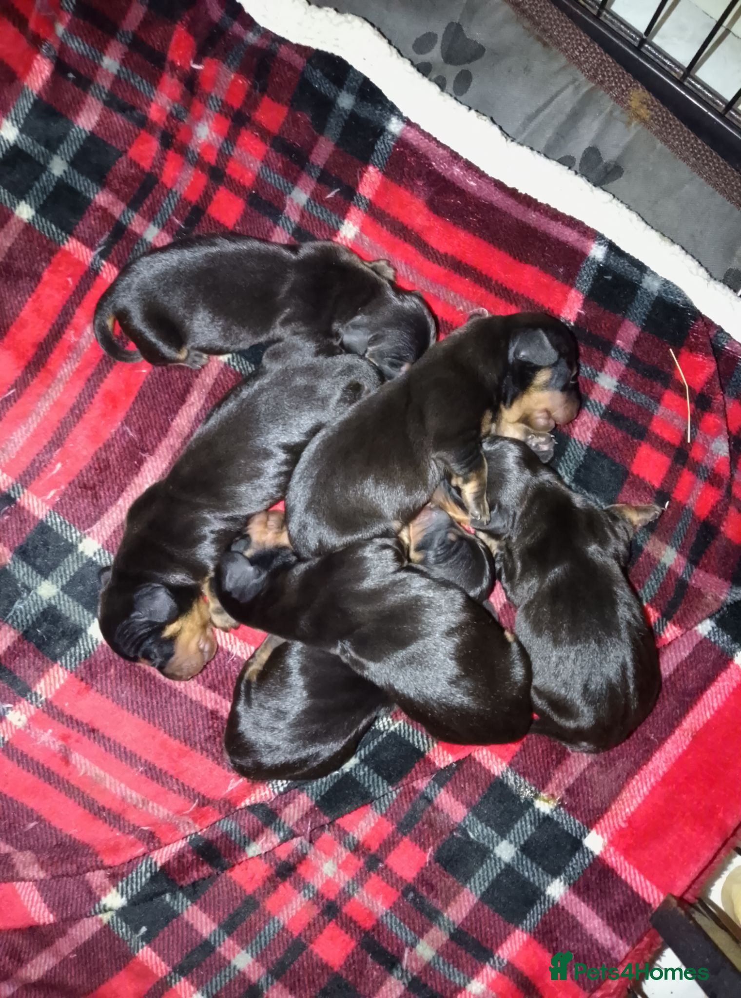 Miniature Dachshund dogs Miniature dachshund  - Advert 3