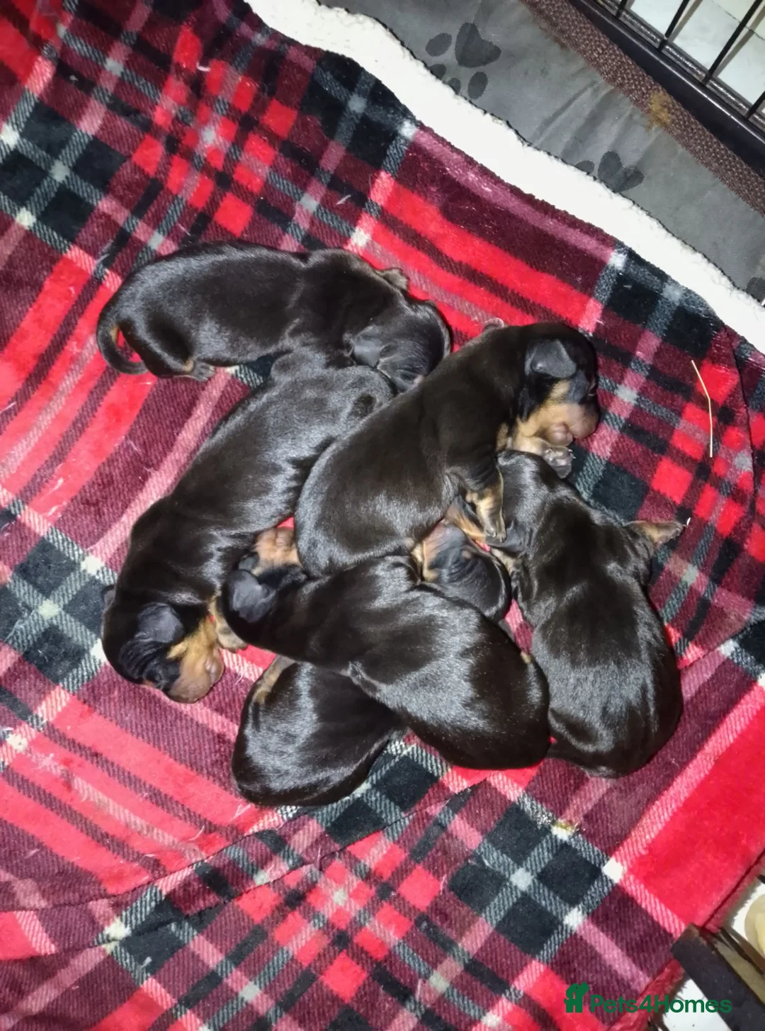 Miniature Dachshund dogs for sale: Miniature dachshund  - Advert 1