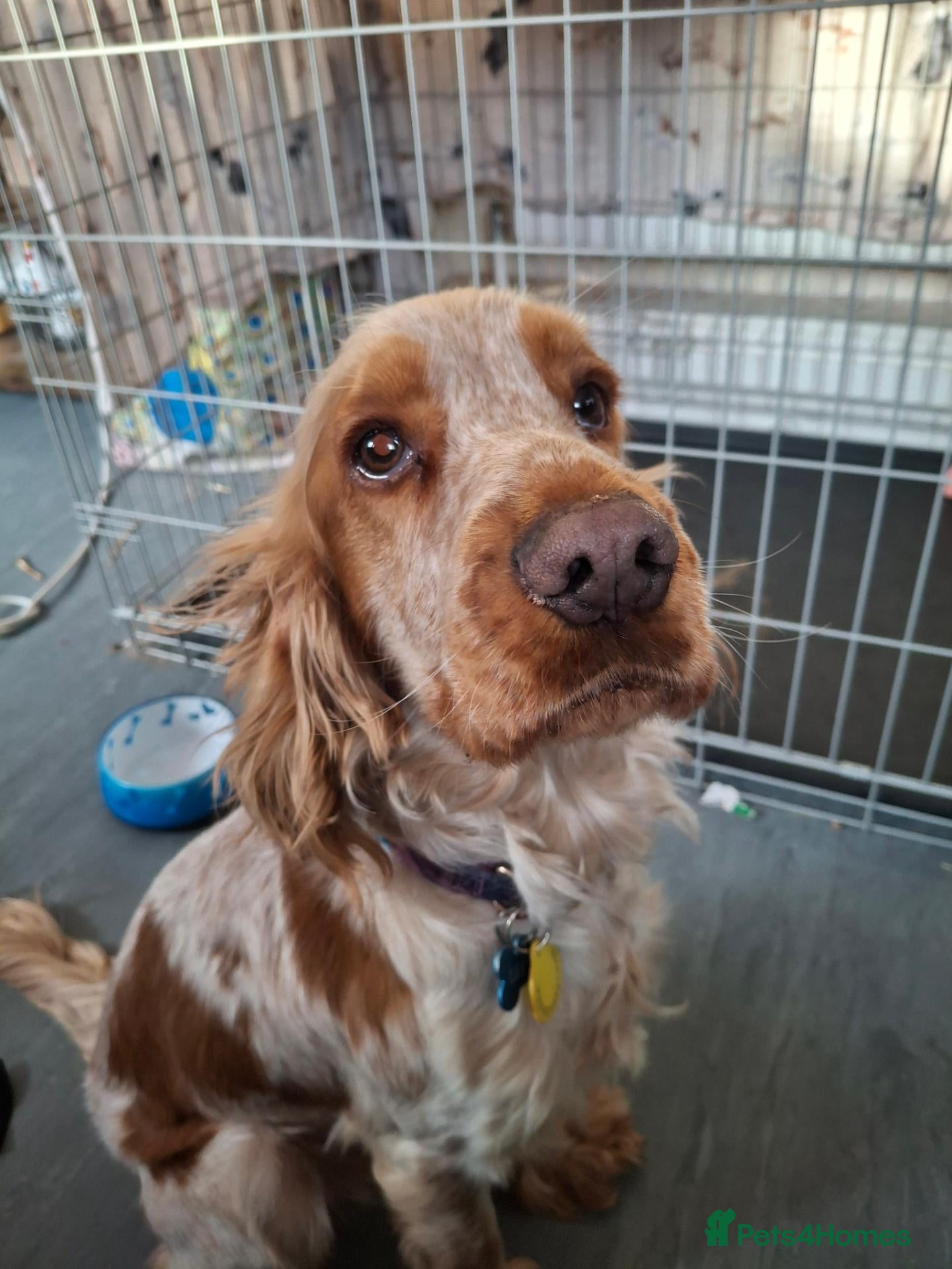 Cocker Spaniel dogs Male show cocker  - Advert 5
