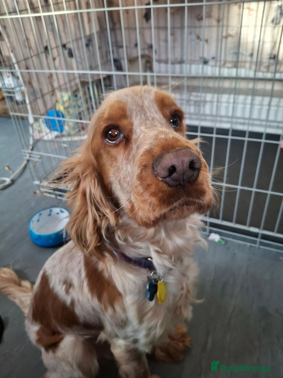 Cocker Spaniel dogs for sale: Male show cocker  - Advert 1