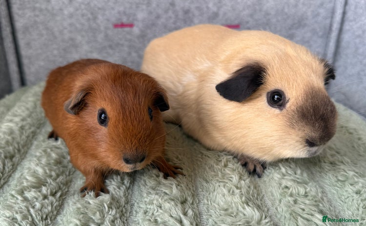 Guinea Pig rodents - Advert 1