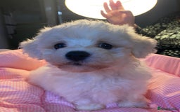 Bichon Frise dogs for sale: Beautiful kc registered bichon frise - Image 9