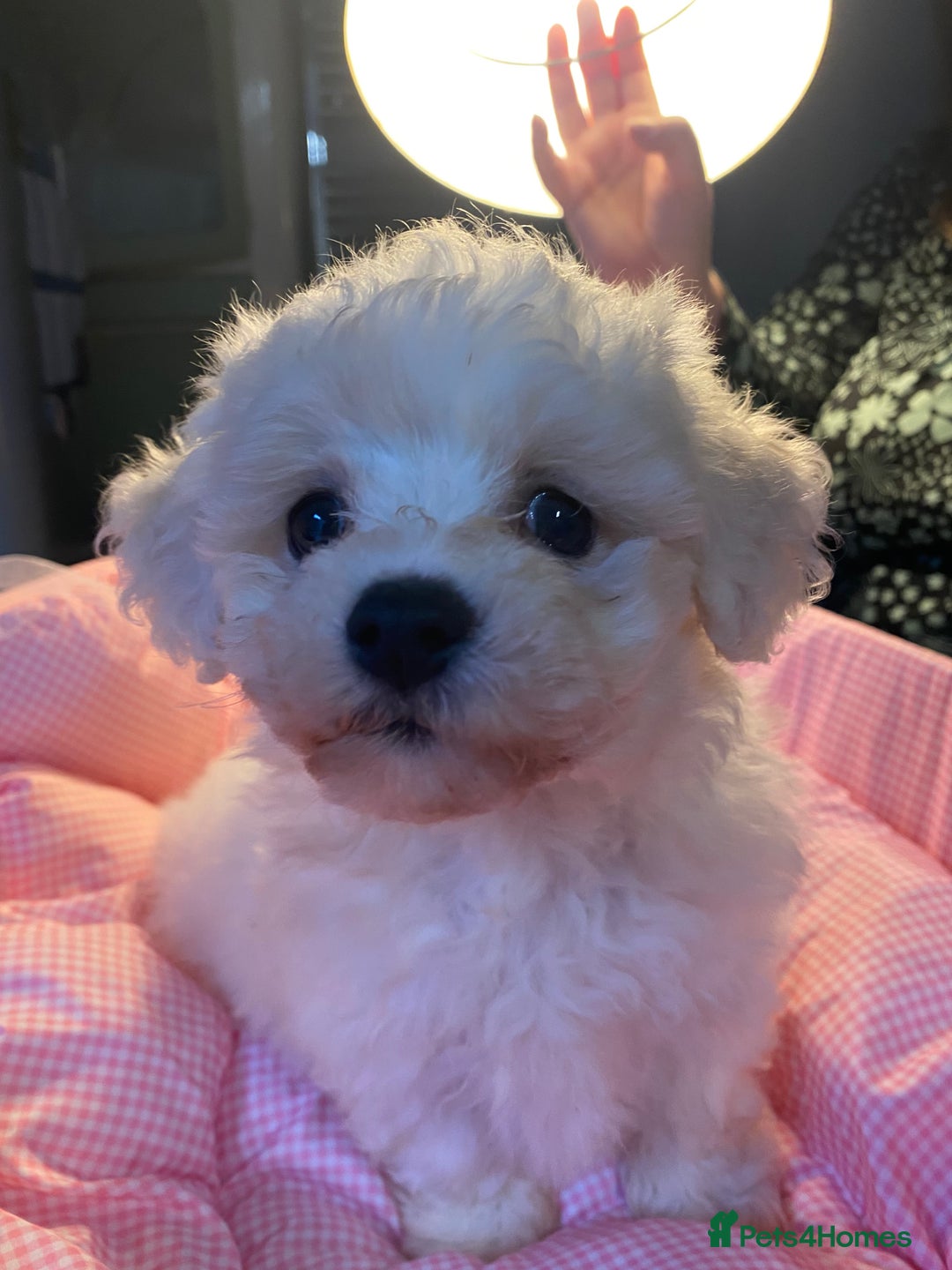 Bichon Frise dogs for sale: Beautiful kc registered bichon frise - Image 9