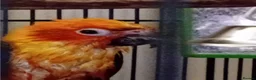 Conures birds for sale: Sun Conure in Burnley - Advert 4