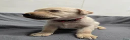 Labrador Retriever dogs for sale: Gorgeous labrador puppies for sale  in Thetford - Advert 7
