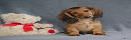Miniature Dachshund dogs for sale: READY NOW KC Minature long-haired dachshund  - Advert 4