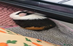 Guinea Pig rodents for sale: Guinea pigs rehome  - Image 5