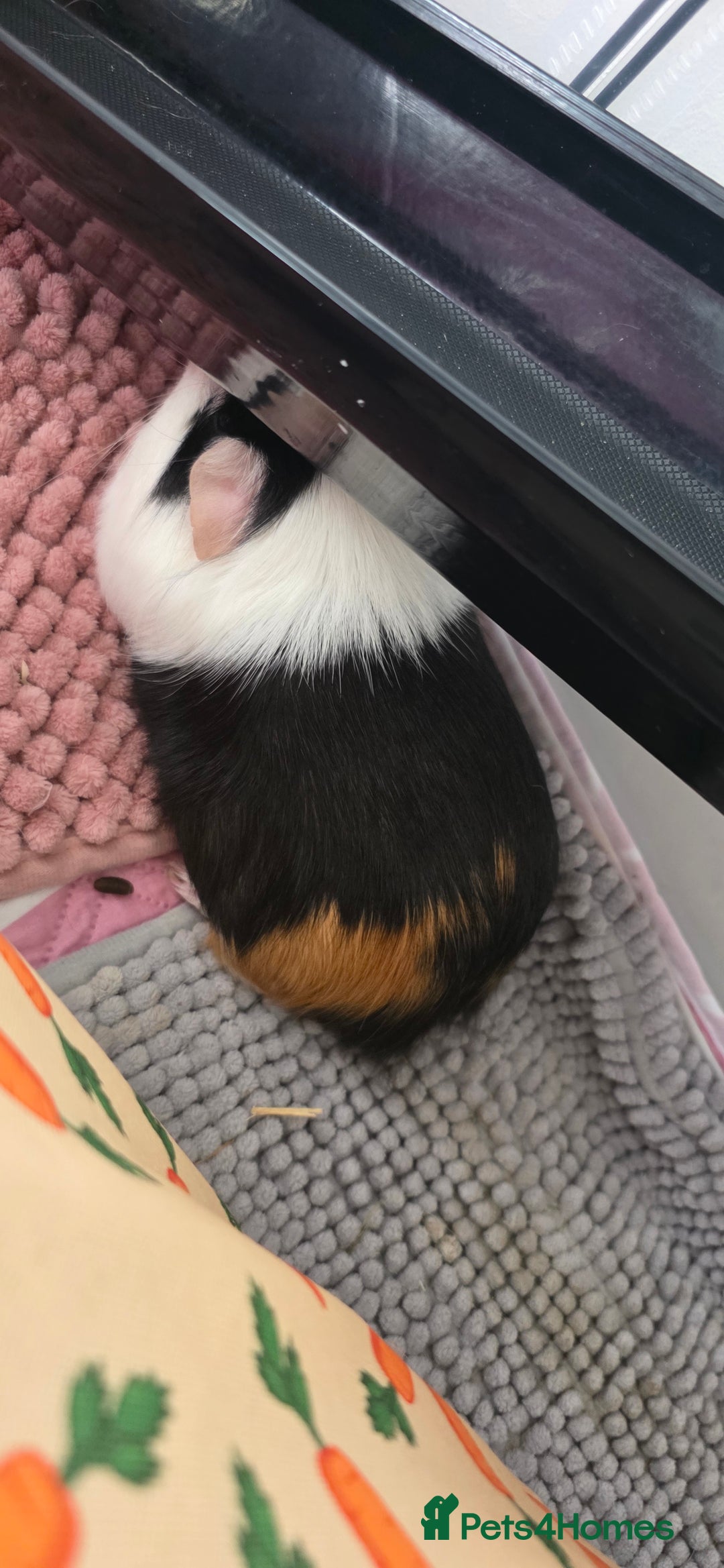 Guinea Pig rodents for sale: Guinea pigs rehome  - Image 5