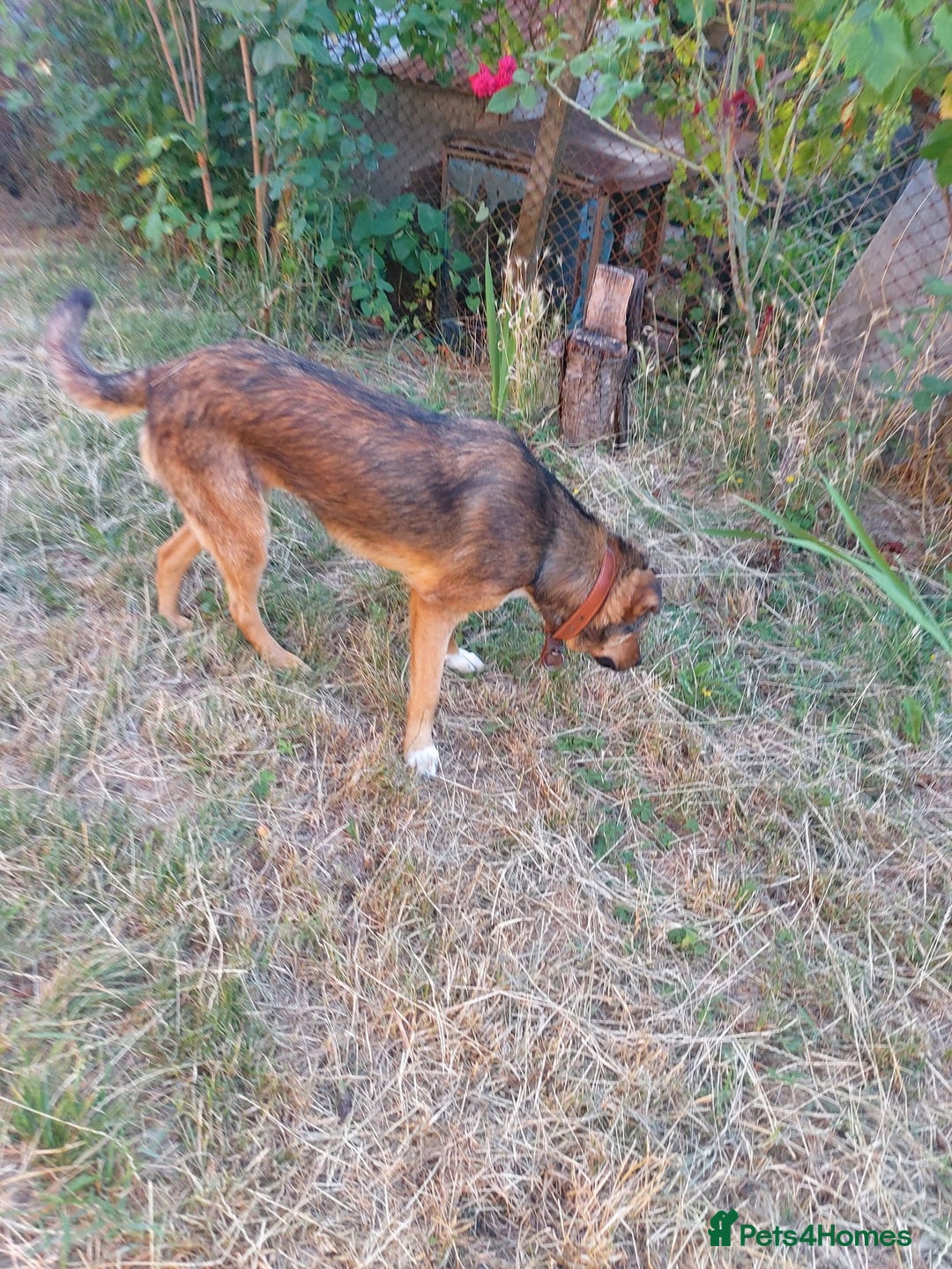 Mixed Breed dogs for adoption: LOLITA, a Superb young Girl - for a Loving HOME - Image 3