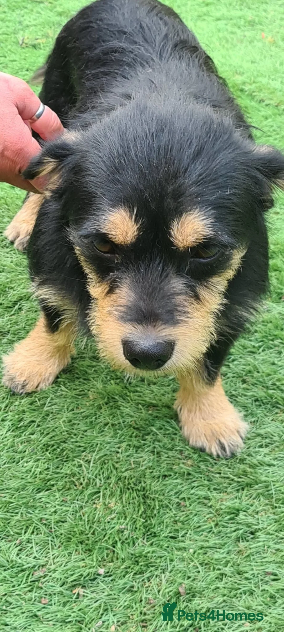 Mixed Breed dogs for adoption: Moo moo 5kg female in Coalville - Advert 5