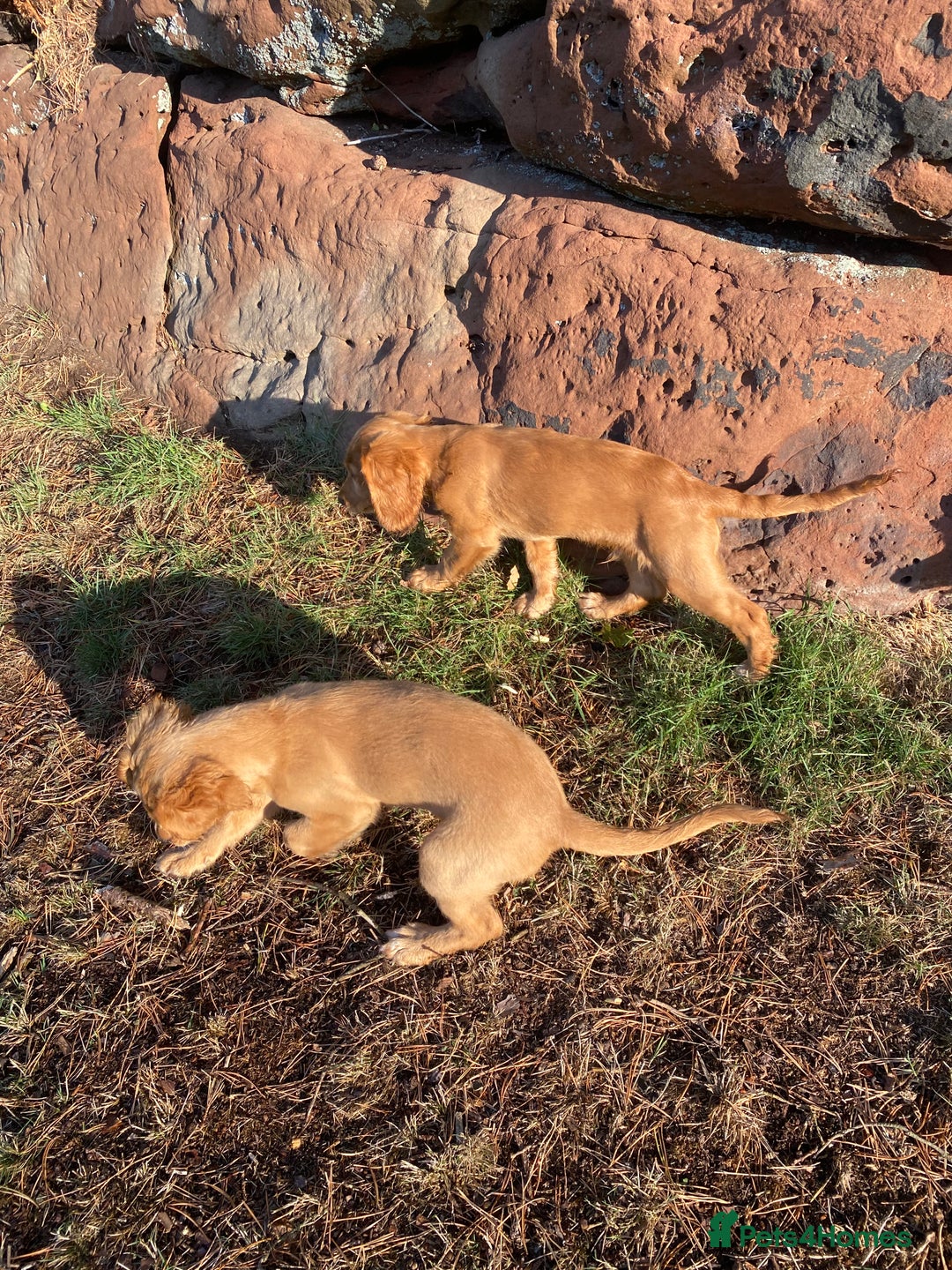 Cocker Spaniel dogs for sale: Stunning Working Cocker Spaniel Puppies - Image 13