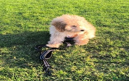Poodle dogs for sale: Female puppy poodle 🩷 Liverpool - Image 3