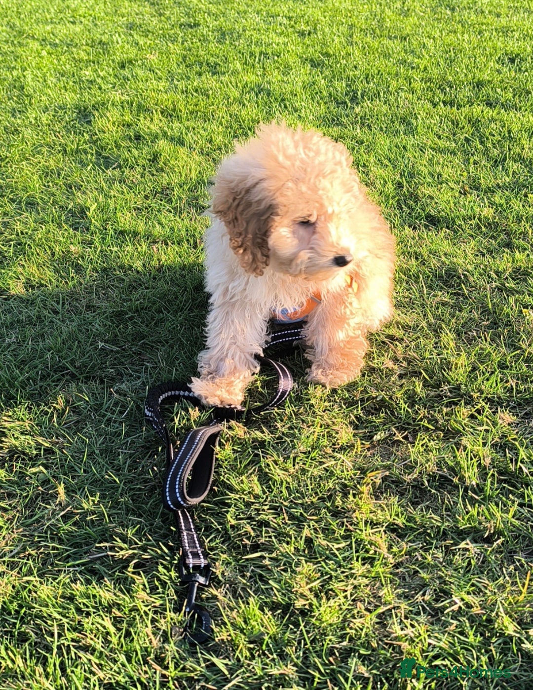 Poodle dogs for sale: Female puppy poodle 🩷 Liverpool - Image 3