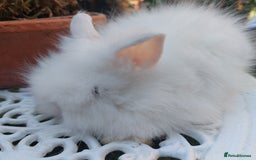 Lionhead rabbits for sale: PUREBRED DOUBLE/TEDDY LION HEAD BABIES  - Image 5