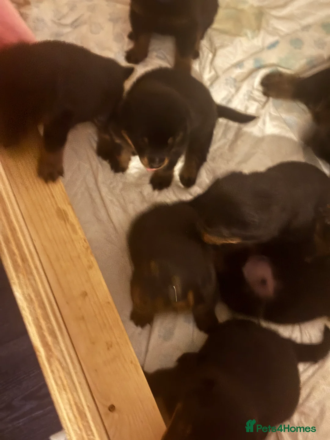 Rottweiler dogs for sale: Rottweiler pups - Advert 12