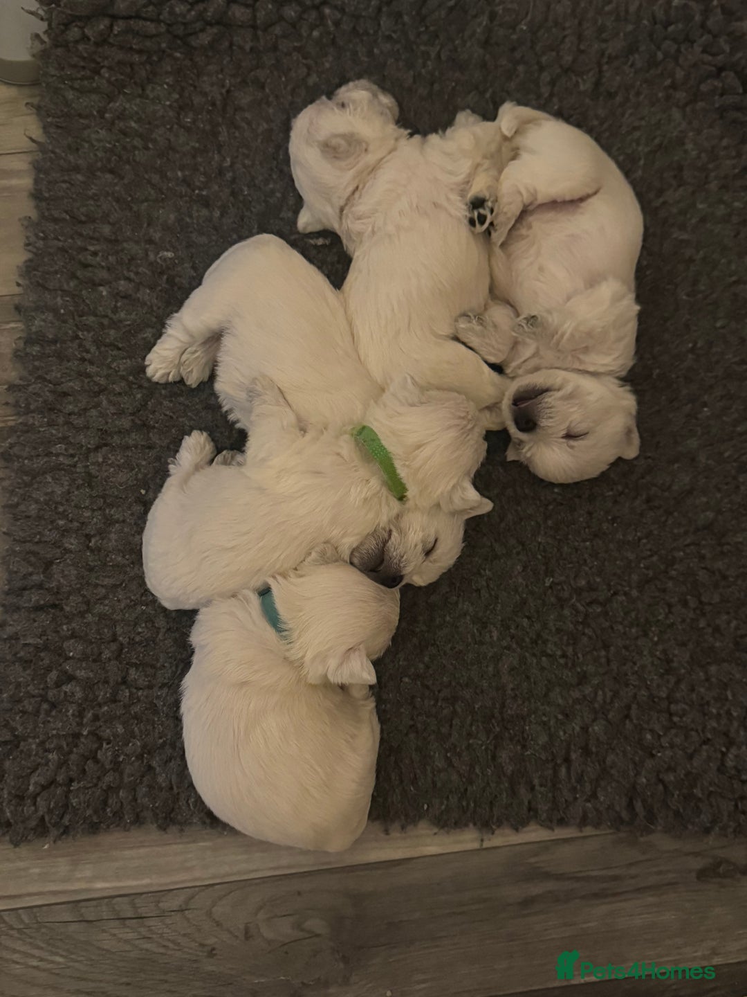 West Highland Terrier dogs for sale: !!CHAMPION LINES!! West highland terriers  - Image 8