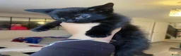 Mixed Breed cats for sale: Kittens/two adult cats - Advert 16