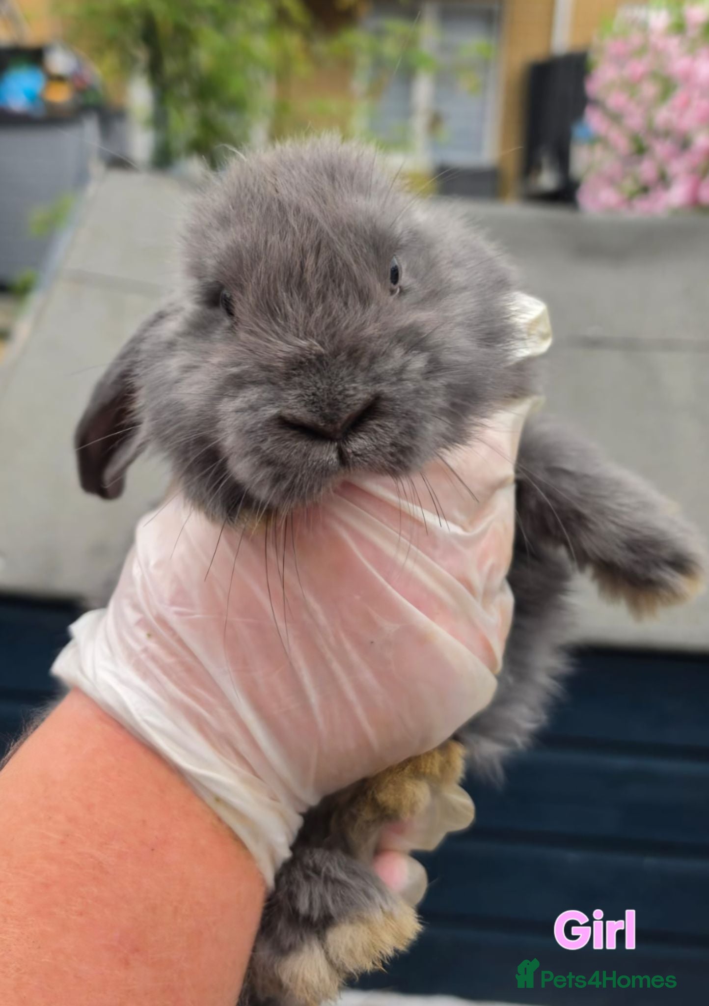 French Lop rabbits French Lops - Advert 2