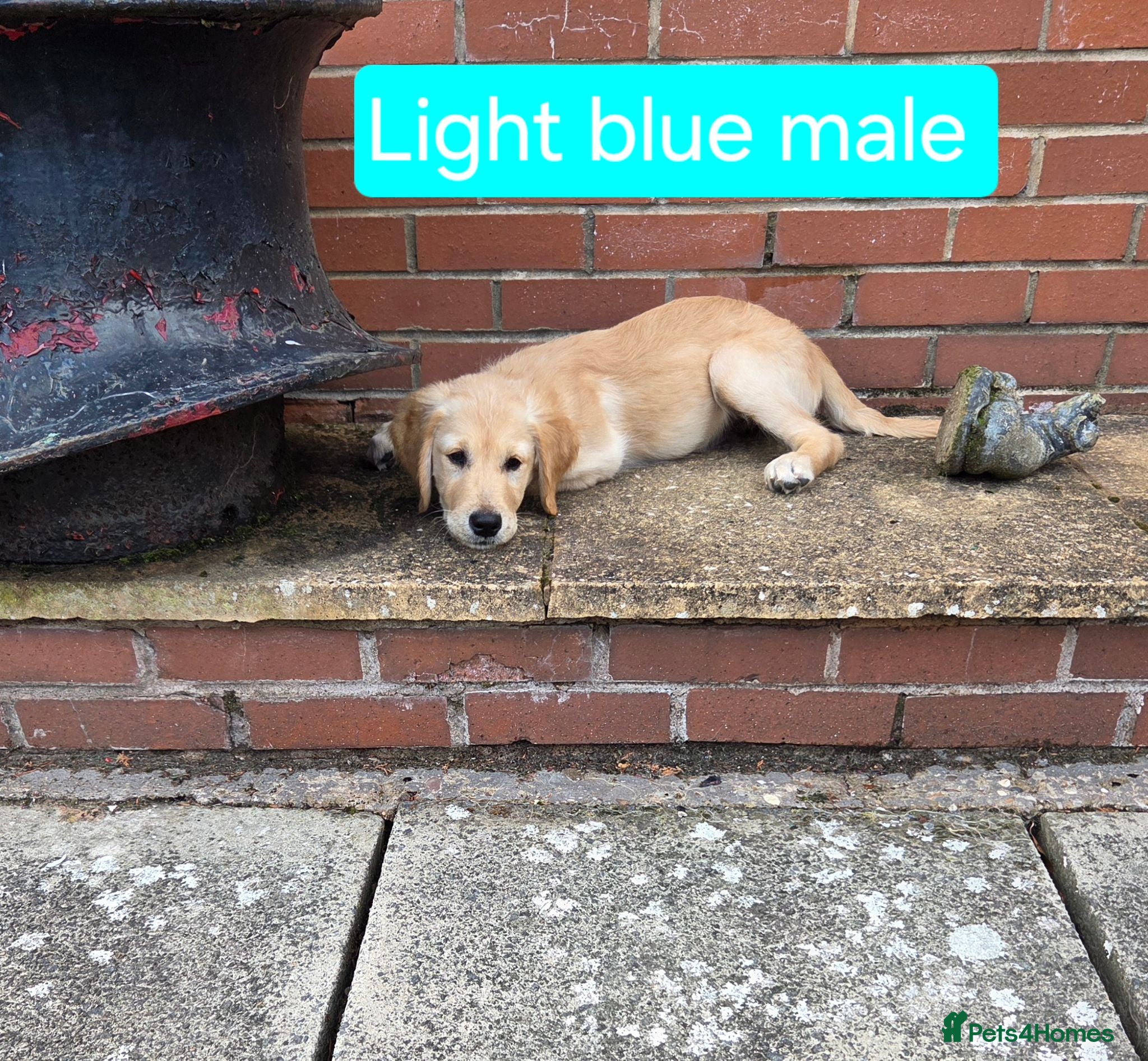 Golden Retriever dogs Beautiful natured pups fully vaccinated - Advert 2