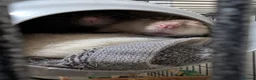Rat rodents for sale: 4 beautiful male rats for free loving home  - Advert 4