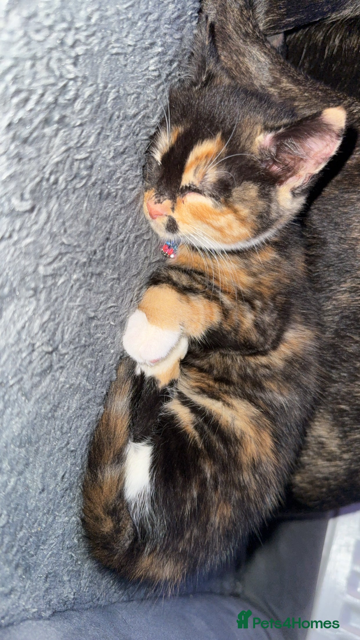 Mixed Breed cats Female kitten left - Advert 2