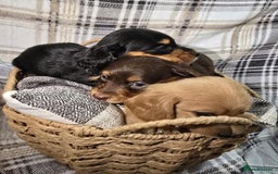 Miniature Dachshund dogs for sale: Longhair miniature Duchshund 🩵1boy 1girl left🩷 - Advert 23