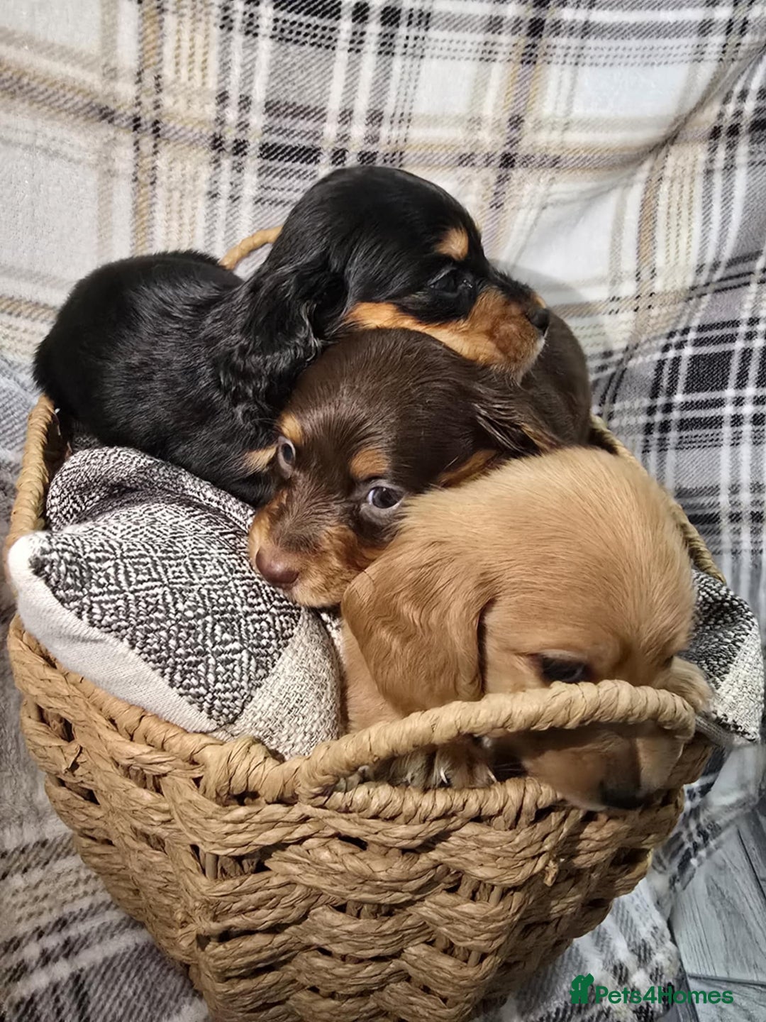 Miniature Dachshund dogs for sale: Longhair miniature Duchshund 🩵1boy 1girl left🩷 - Advert 23