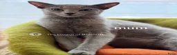 Russian Blue cats for sale: Two Beautiful Pedigree Russian Blue Girls - Advert 3