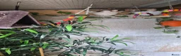 Mixed Breed birds for sale: Mixed birds for sale  in Worksop - Advert 7