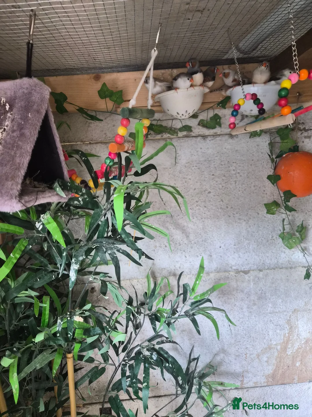 Mixed Breed birds for sale: Mixed birds for sale  in Worksop - Advert 7