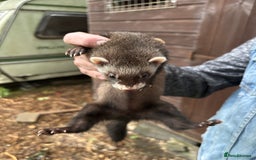 Ferret rodents for sale: Young ferrets for sale - Image 2