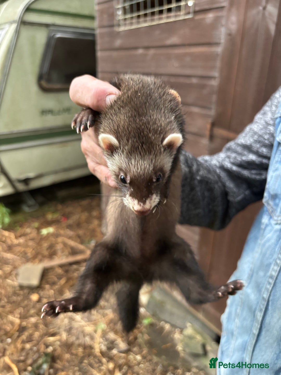 Ferret rodents for sale: Young ferrets for sale - Image 2