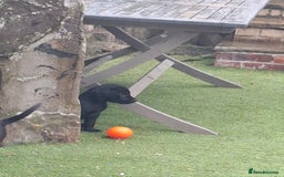 Labrador Retriever dogs for sale: Beautiful Labrador Puppies **READY NOW** - Image 16