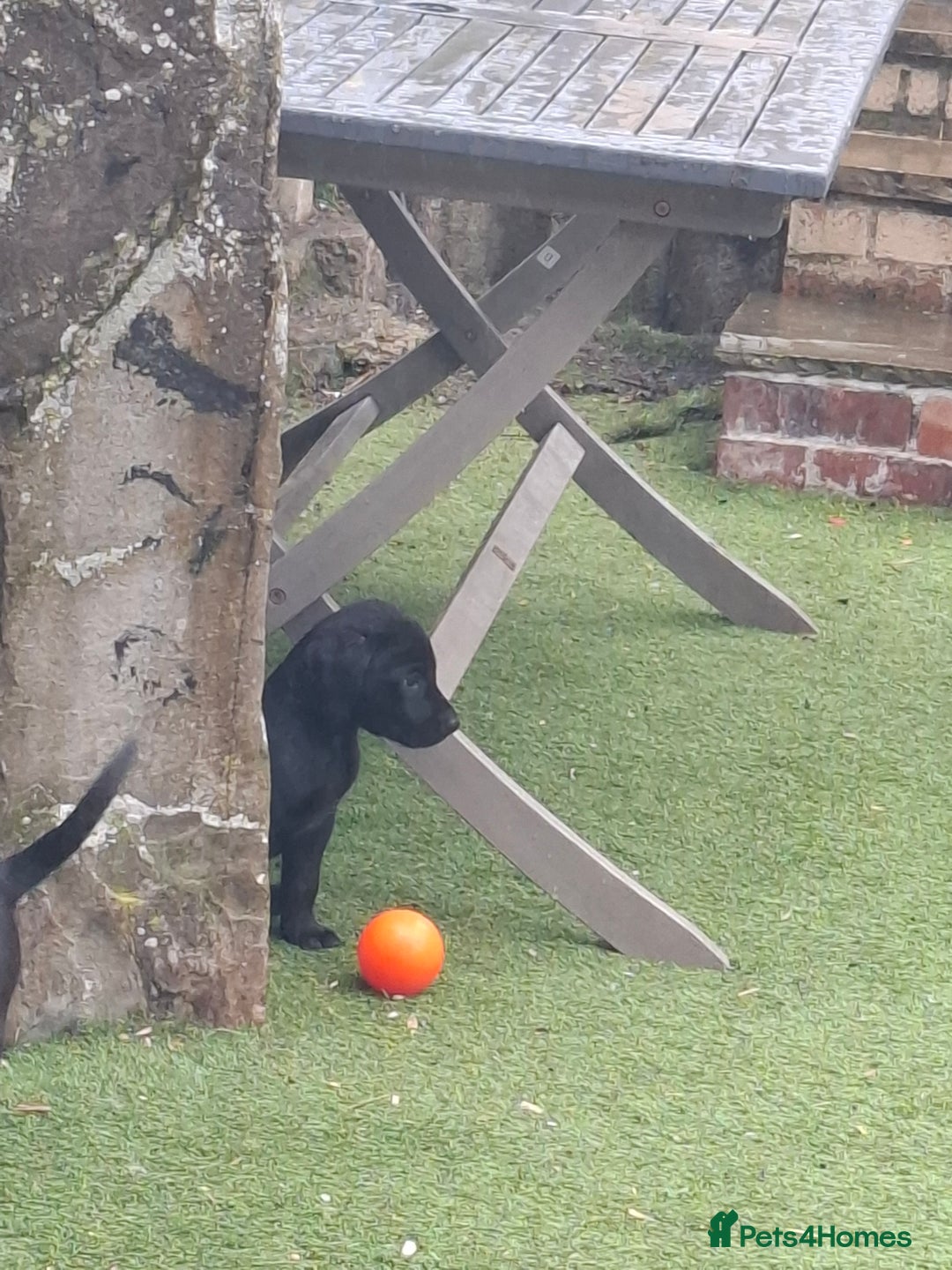 Labrador Retriever dogs for sale: Beautiful Labrador Puppies **READY NOW** - Image 16