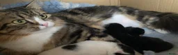 Siberian cats for sale: Pure pedigree Siberian kittens - Advert 1