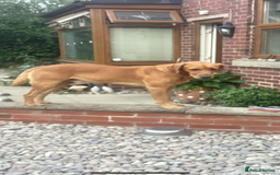 Labrador Retriever dogs for sale: Labrador Retriever puppies for  sale - Image 1