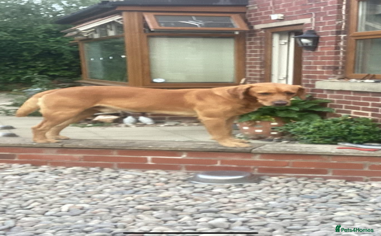 Labrador Retriever dogs - Advert 14