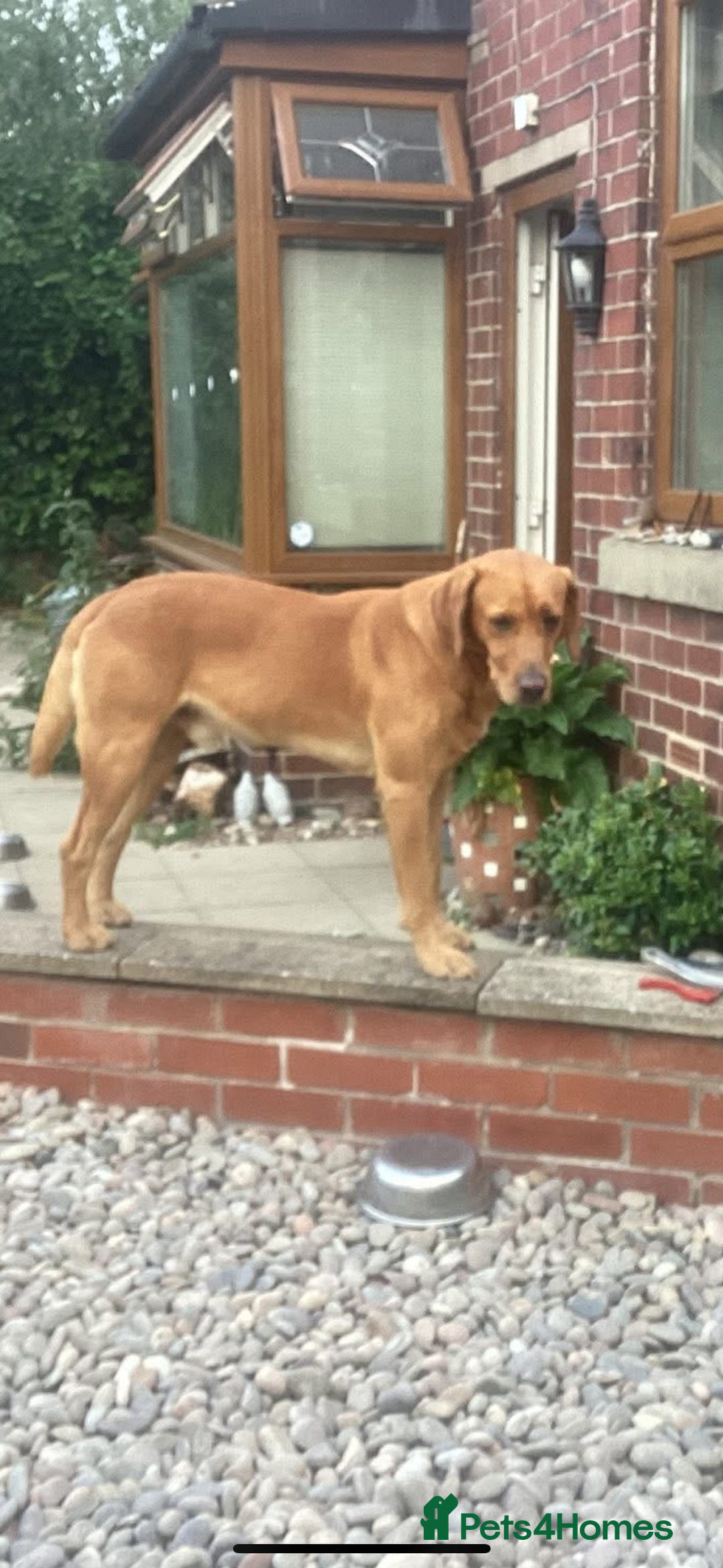Labrador Retriever dogs for sale: Labrador Retriever puppies for  sale - Image 1