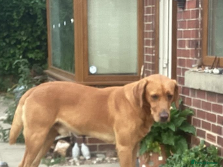 Labrador Retriever dogs - Advert 36